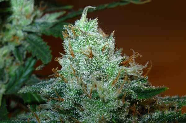 Green House Seeds - Super Lemon Haze (fem.)