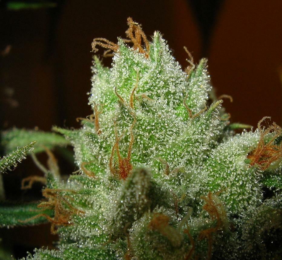 Green House Seeds - Super Lemon Haze (fem.)