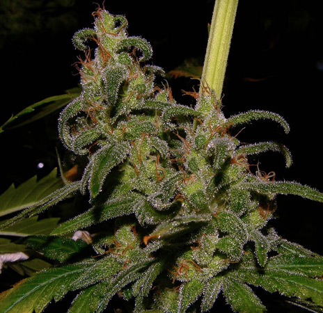 Mr. Nice Seeds - La Niña (reg.)