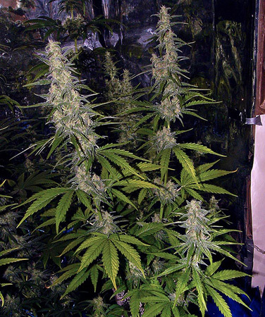 Mr. Nice Seeds - La Niña (reg.)