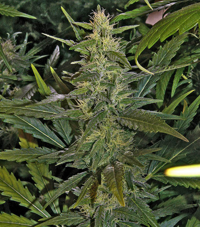 Mr. Nice Seeds - La Niña (reg.)