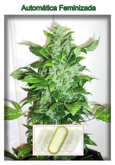 AutoFem Seeds - Auto Bud (fem./auto)