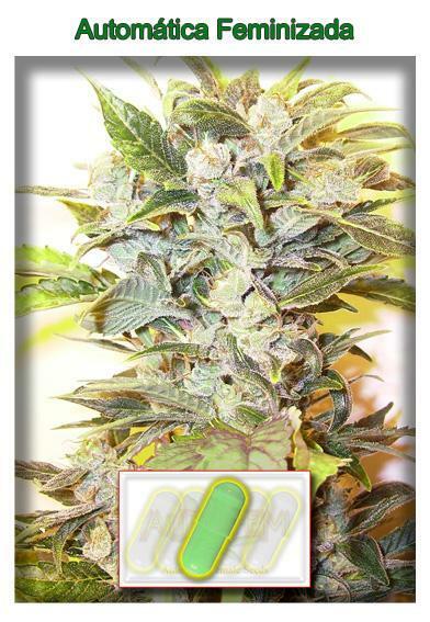 AutoFem Seeds - Auto Oil (fem./auto)