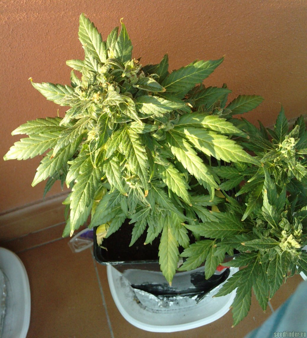 AutoFem Seeds - Auto Soviet (fem./auto)