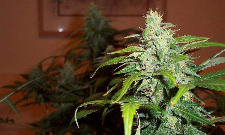 Joint Doctor (High Bred Seeds) - Lowryder №1 (auto/fem.)