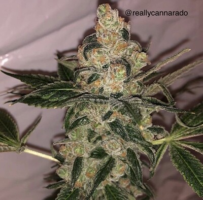 Cannarado Genetics - Cookie Dough Sundae (fem.) 06532