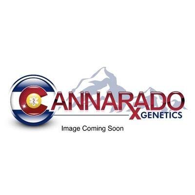 Cannarado Genetics - Papusas (fem.) 09180