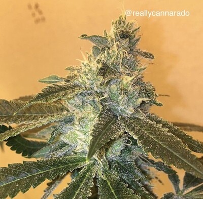 Cannarado Genetics - Uber (fem.) 06536