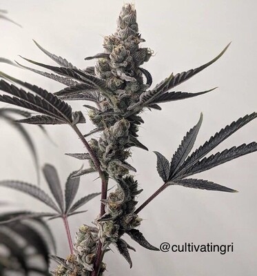 Cannarado Genetics - Valley Sundae (fem.) 06537