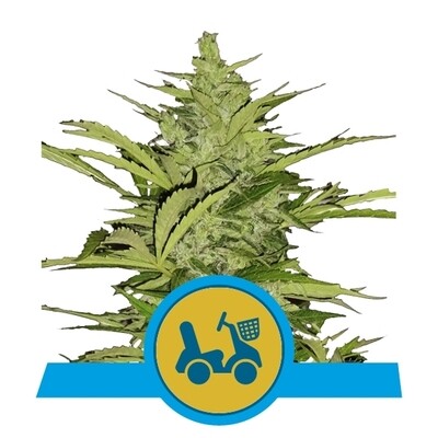 Royal Queen Seeds - Fast Eddy Automatic CBD (auto/fem.) 06539