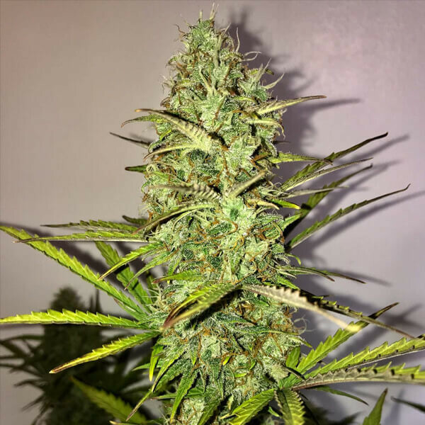 Royal Queen Seeds - Fast Eddy Automatic CBD (auto/fem.)