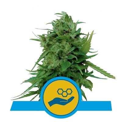 Royal Queen Seeds - Solomatic CBD (auto/fem.) 06540