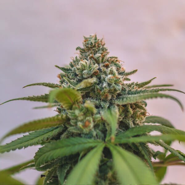 Royal Queen Seeds - Green Punch (fem.)