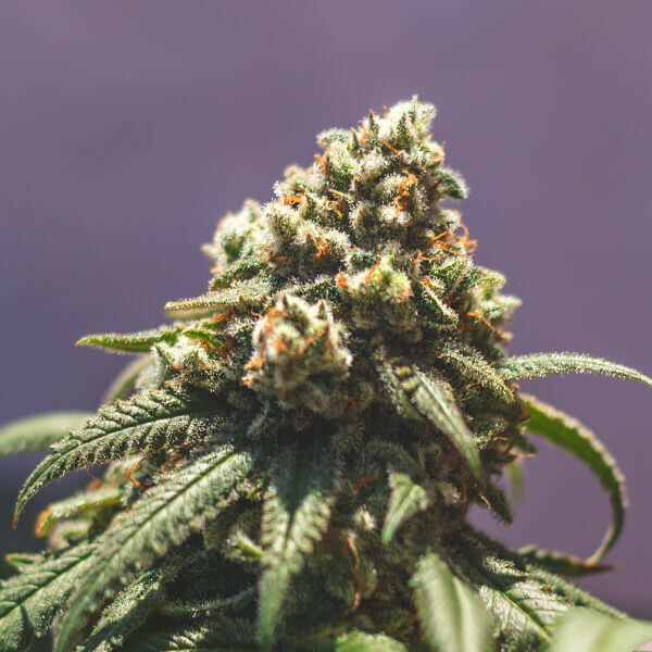 Royal Queen Seeds - Green Punch (fem.)