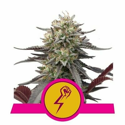 Royal Queen Seeds - Green Punch (fem.) 06543