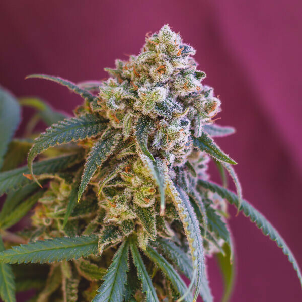 Royal Queen Seeds - Green Punch (fem.)