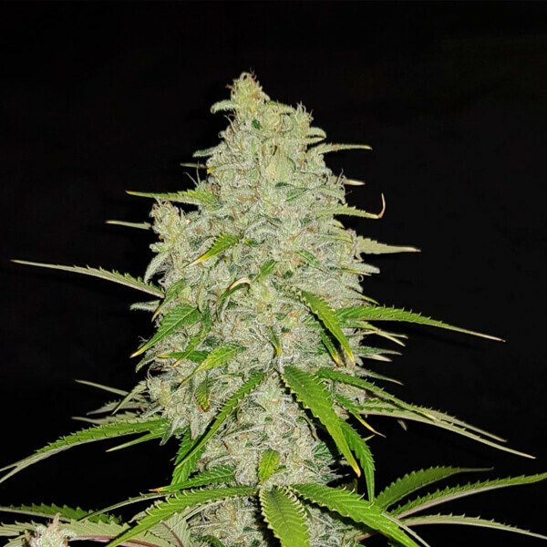 Royal Queen Seeds - HulkBerry (fem.)