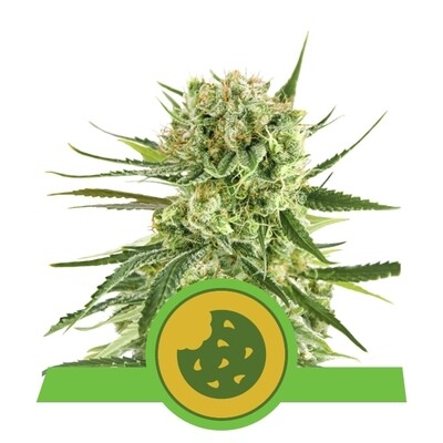 Royal Queen Seeds - Royal Cookies Automatic (auto/fem.) 06551