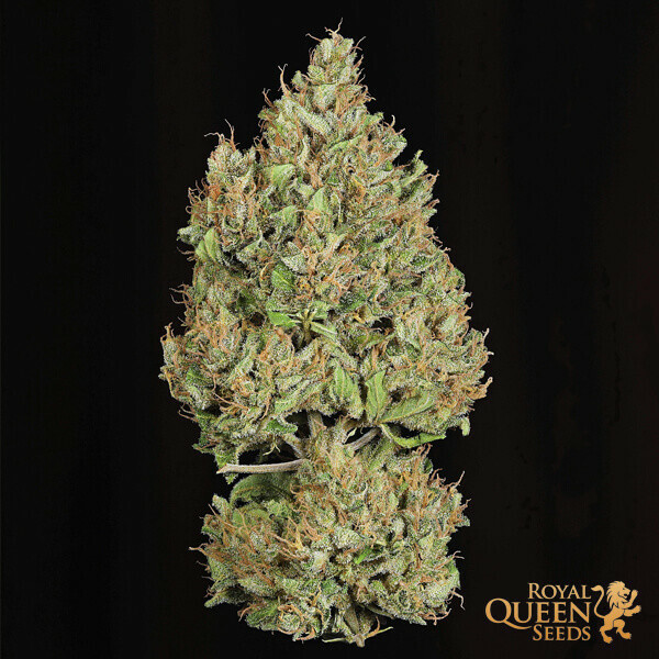 Royal Queen Seeds - Royal Cookies Automatic (auto/fem.)