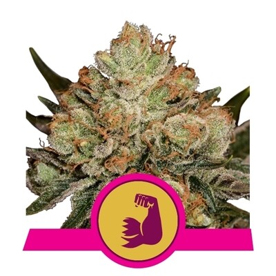 Royal Queen Seeds - HulkBerry (fem.) 06545