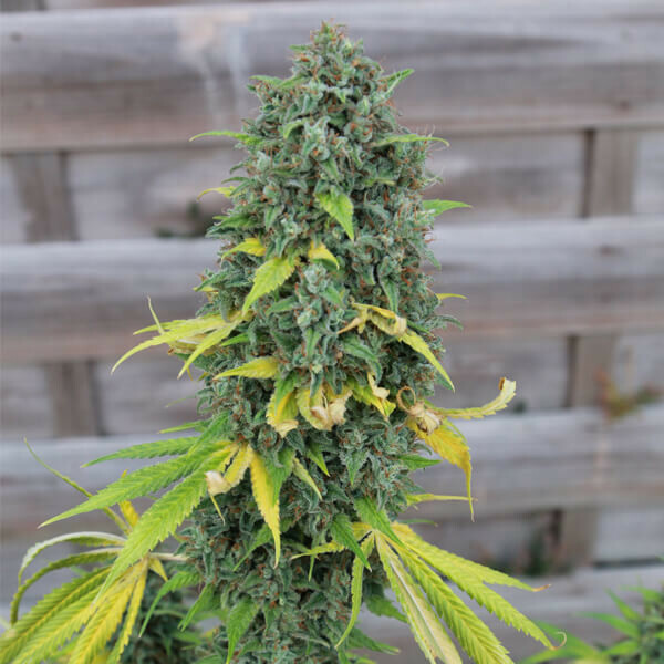 Royal Queen Seeds - HulkBerry (fem.)