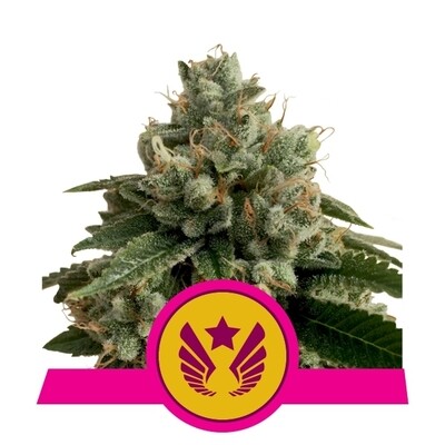 Royal Queen Seeds - Legendary Punch (fem.) 06547