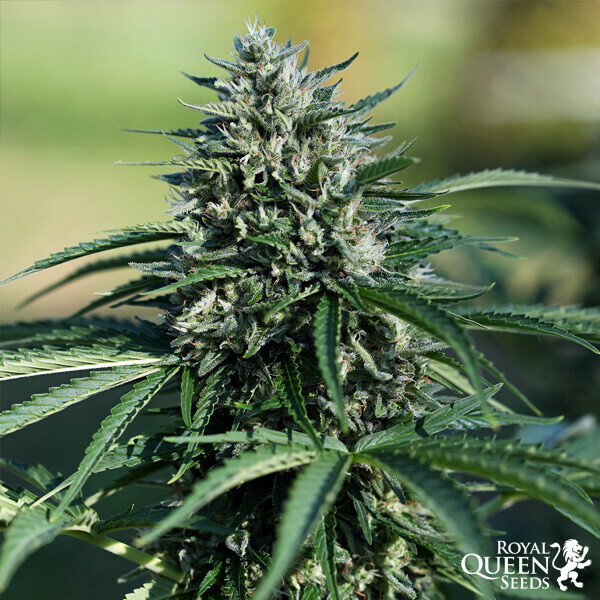 Royal Queen Seeds - Royal Cookies Automatic (auto/fem.)