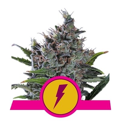 Royal Queen Seeds - North Thunderfuck (fem.) 06549