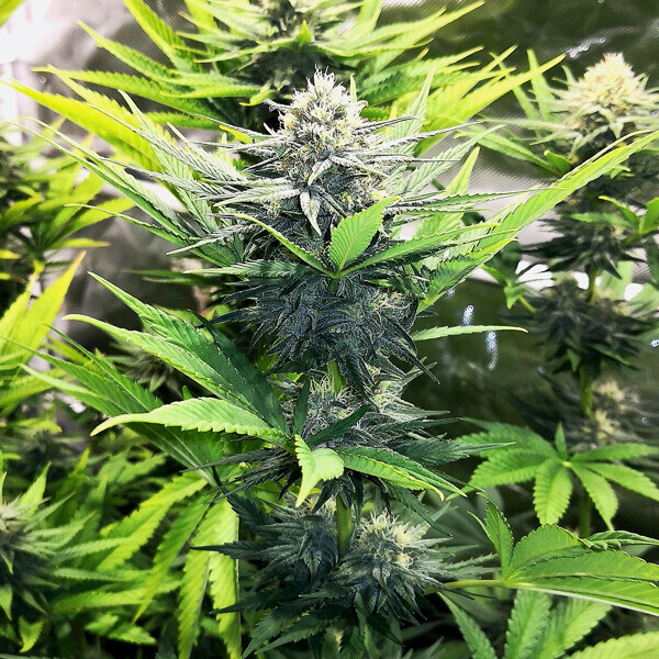 Royal Queen Seeds - North Thunderfuck (fem.) Royal Queen Seeds - North Thunderfuck (fem.)