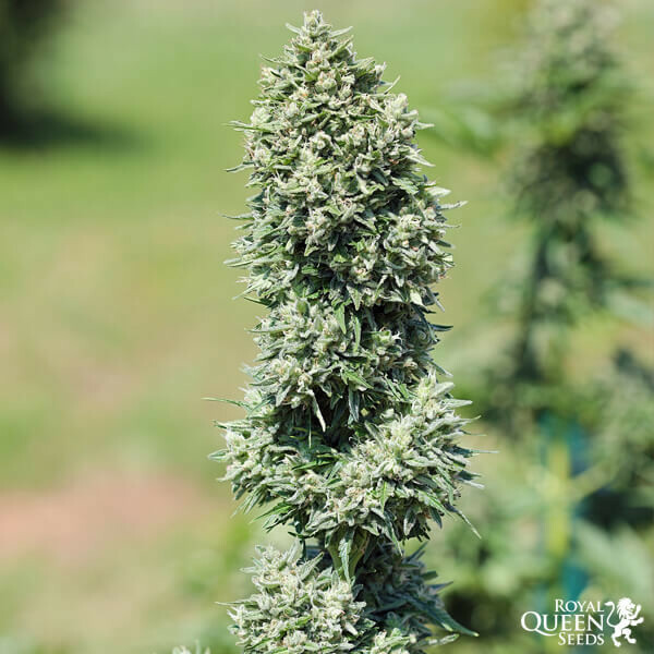Royal Queen Seeds - Royal Cookies Automatic (auto/fem.)