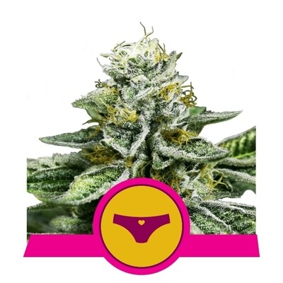 Royal Queen Seeds - Sherbet Queen (fem.) 06559