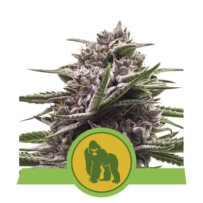 Royal Queen Seeds - Royal Gorilla Automatic (auto/fem.) 06555