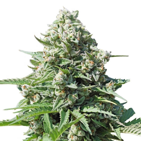 Royal Queen Seeds - Royal Gorilla Automatic (auto/fem.)