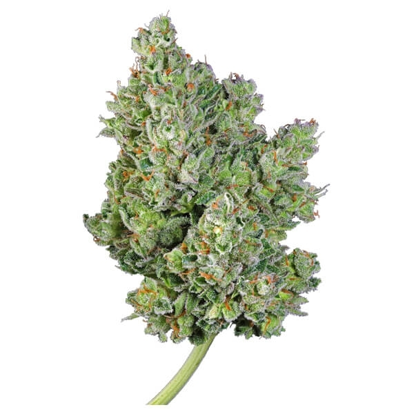 Royal Queen Seeds - Royal Gorilla Automatic (auto/fem.)