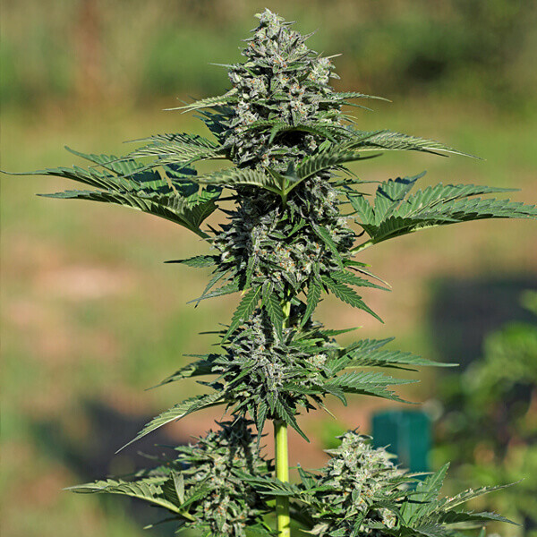 Royal Queen Seeds - Royal Gorilla Automatic (auto/fem.)