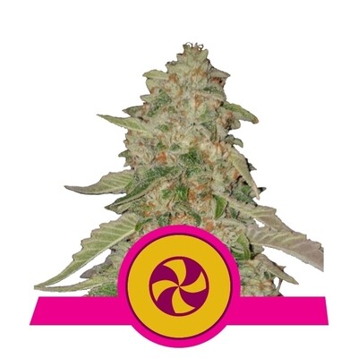 Royal Queen Seeds - Sweet ZZ (fem.) 06561
