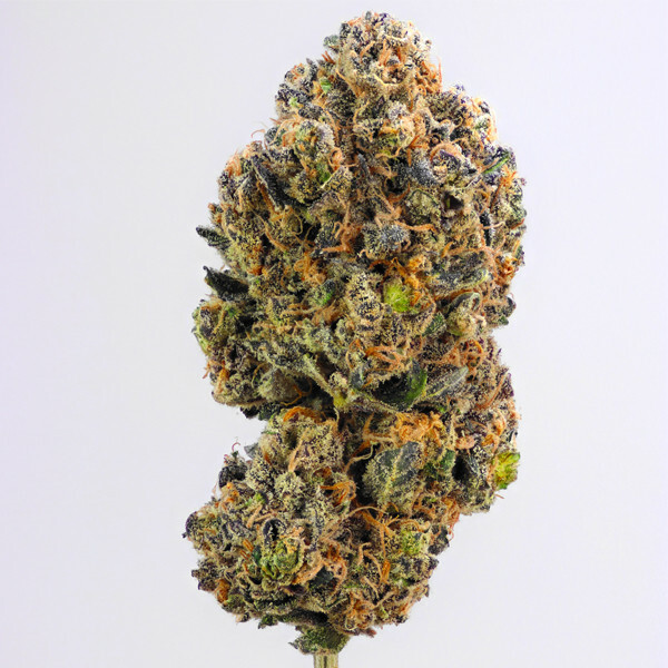 Royal Queen Seeds - Sweet ZZ (fem.)