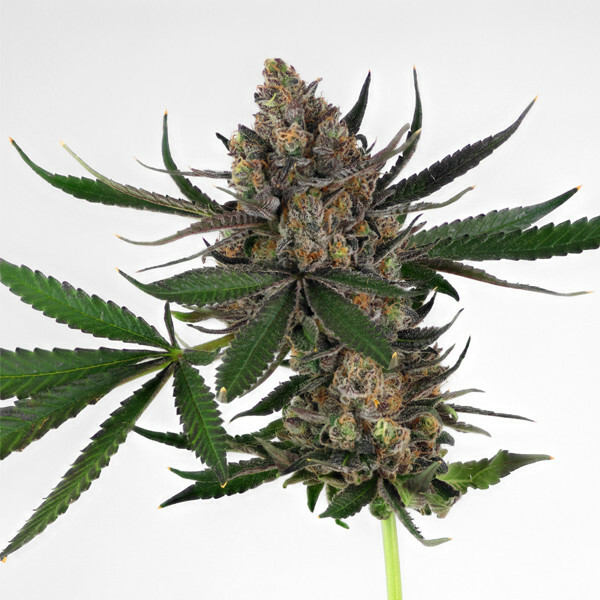 Royal Queen Seeds - Sweet ZZ (fem.)