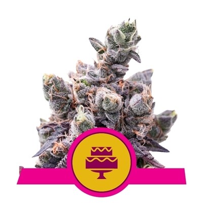 Royal Queen Seeds - Wedding Gelato (fem.) 06563