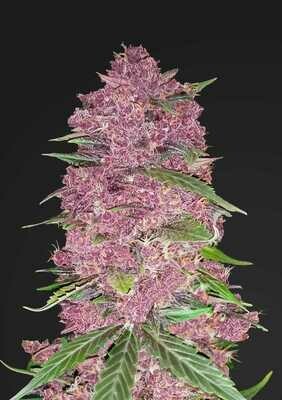 FastBuds - Purple Lemonade (auto/fem.) 06565