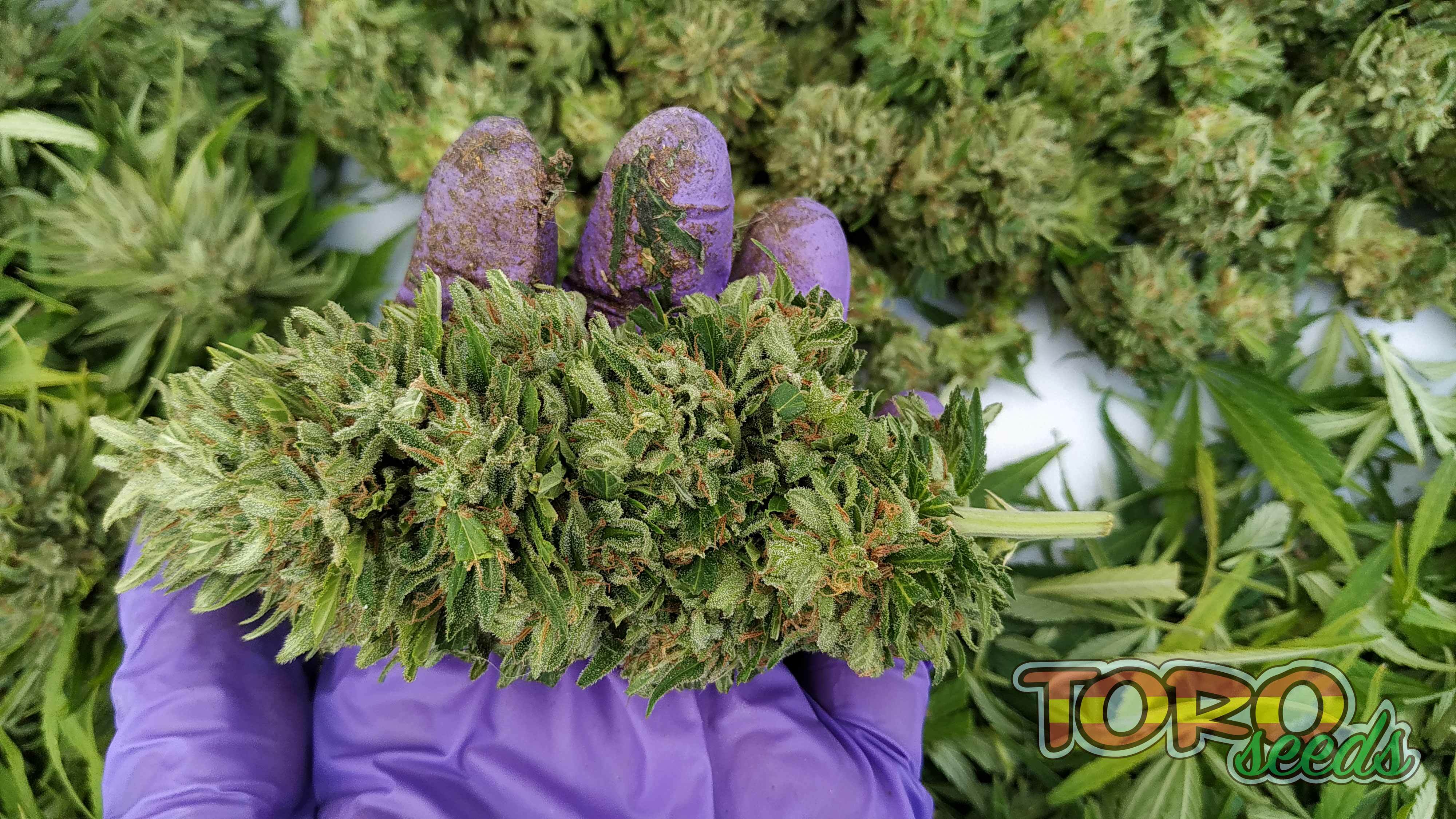 Toro Seeds - Seven Heaven (fem.)