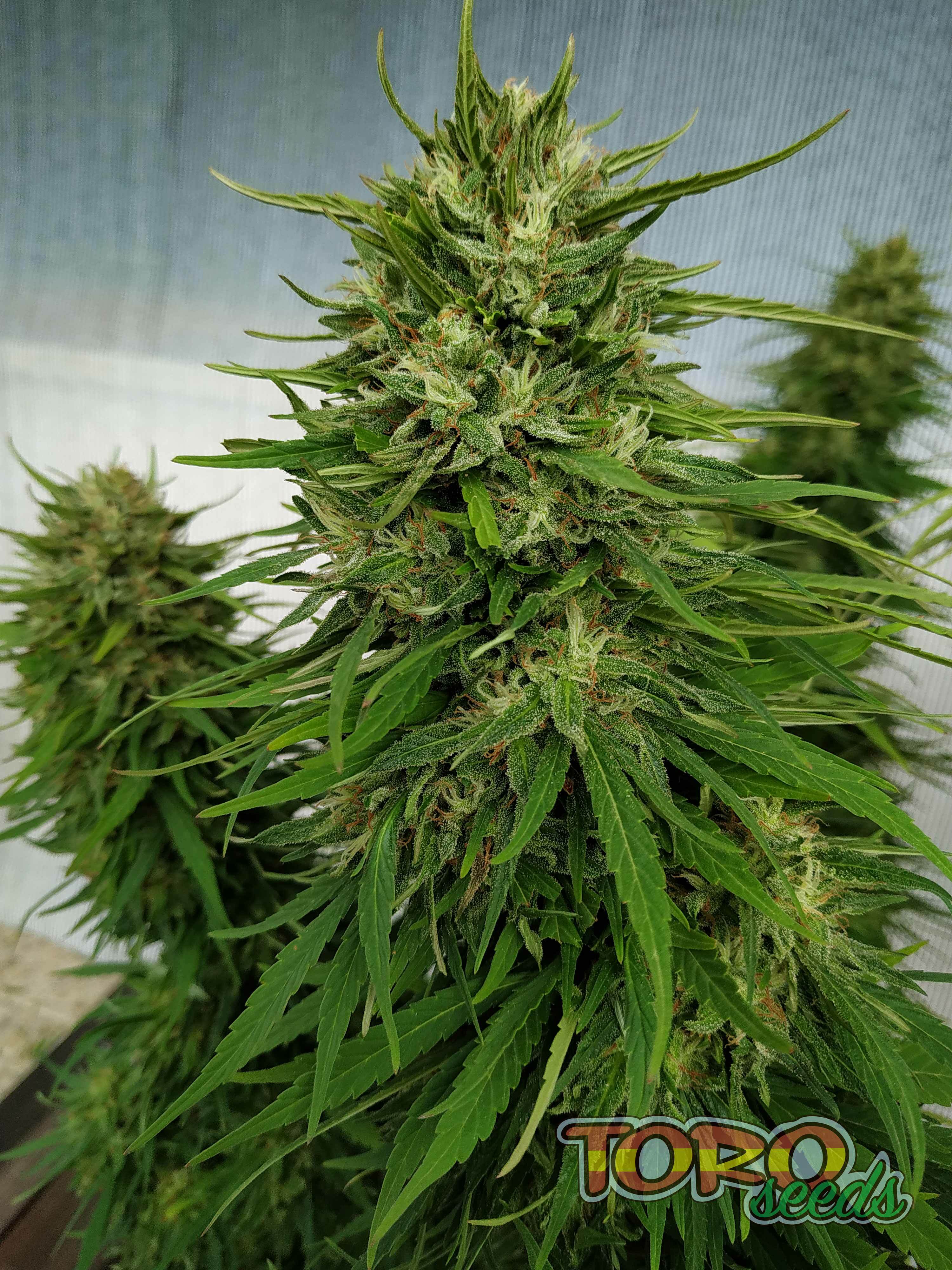 Toro Seeds - Seven Heaven (fem.)