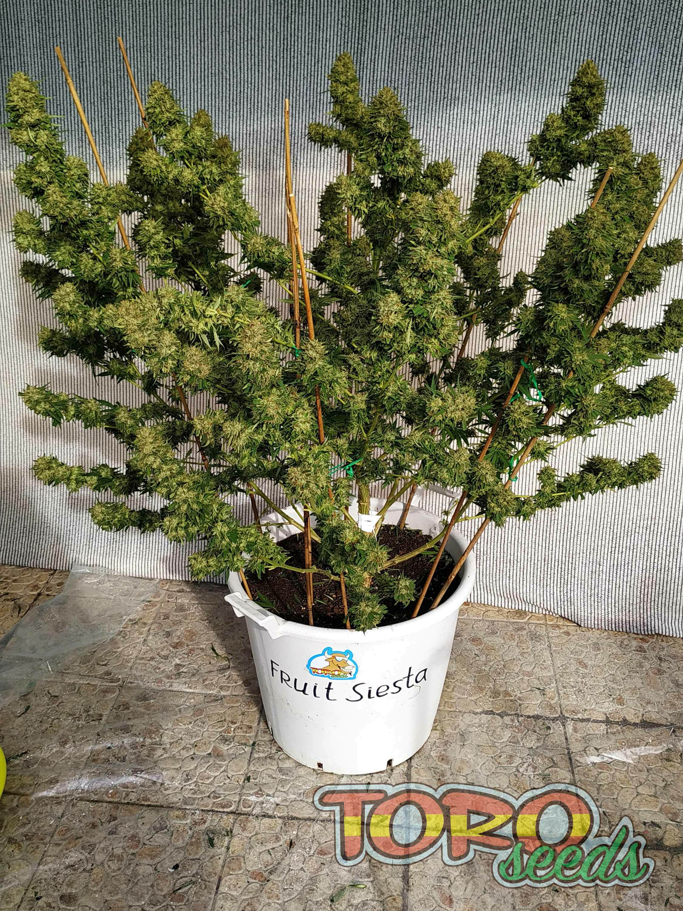 Toro Seeds - Fruit Siesta (fem.)