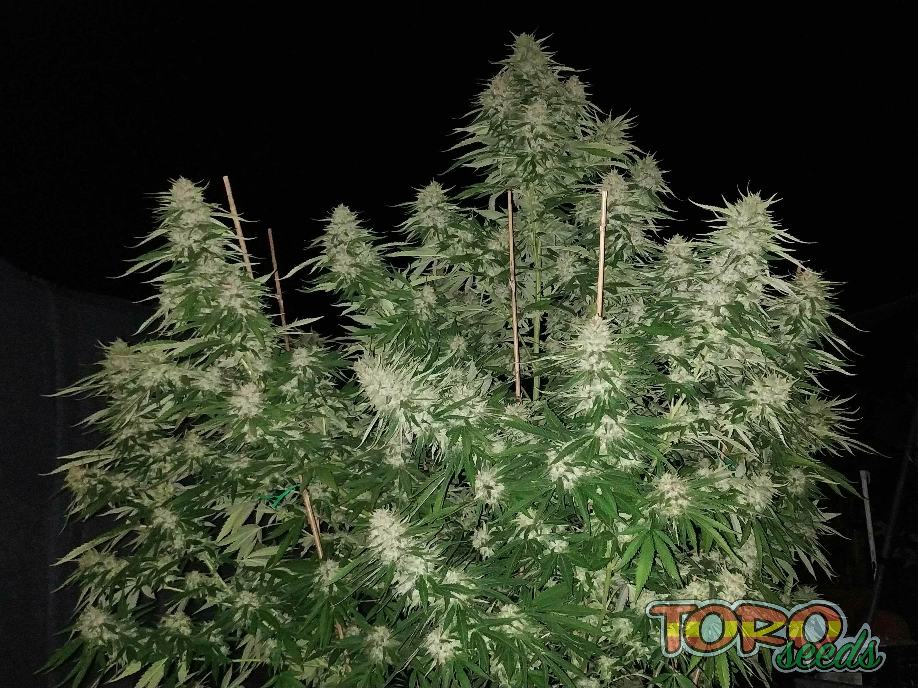Toro Seeds - Fruit Siesta (fem.)