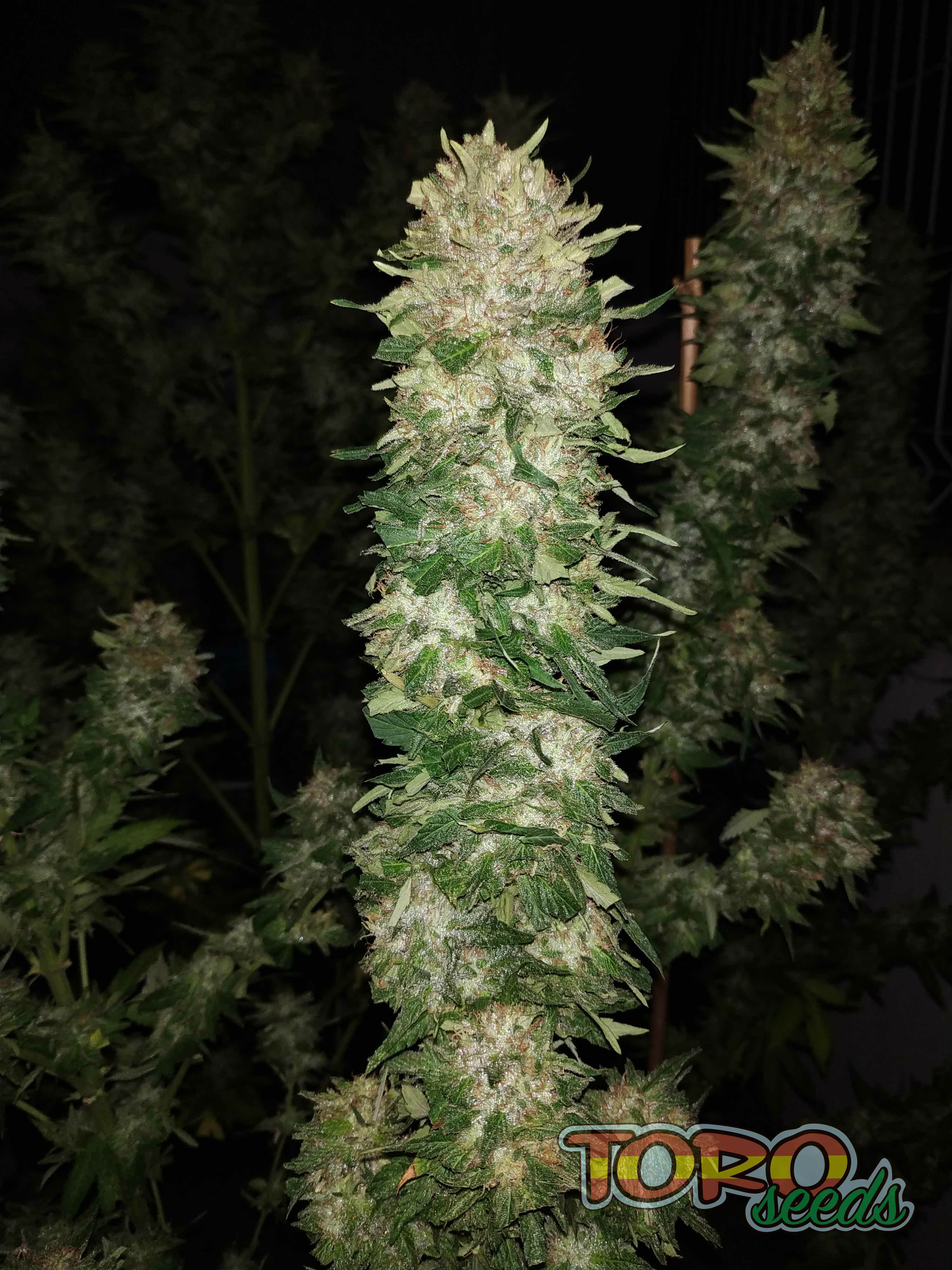 Toro Seeds - Matador (fem.)