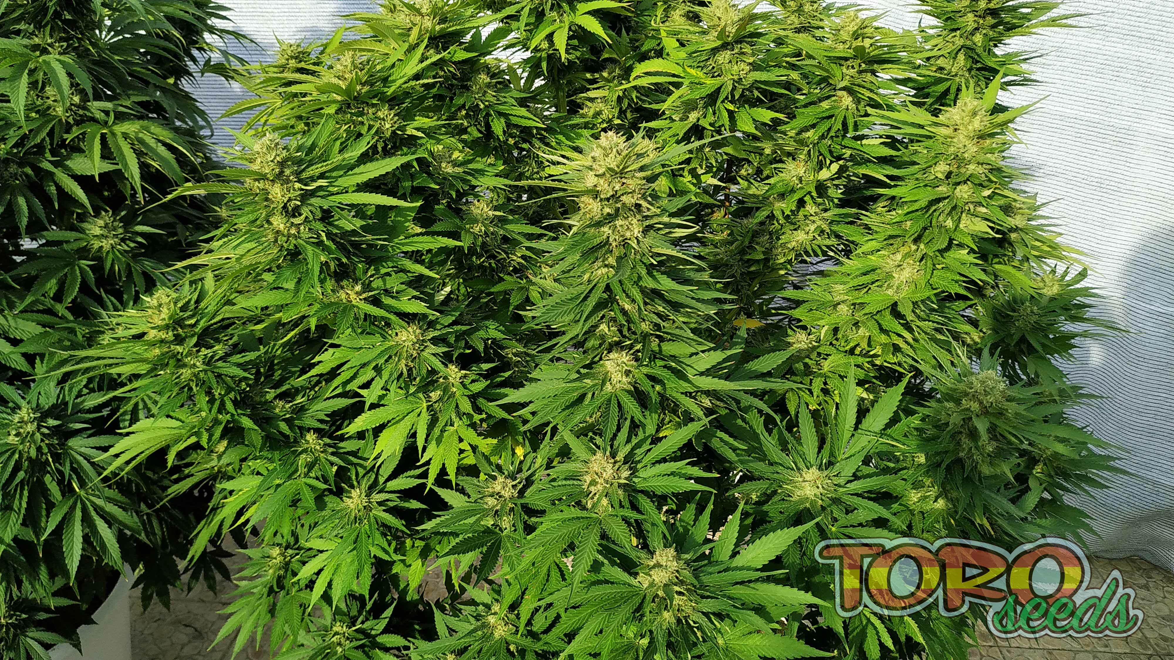Toro Seeds - Matador (fem.)