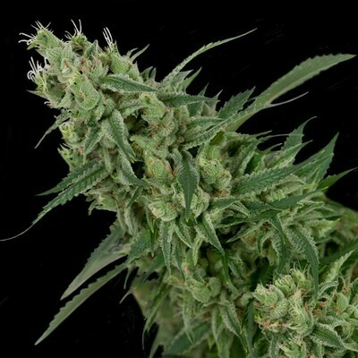 Crockett Family Farms - Double Tangie Banana (reg.) 02738