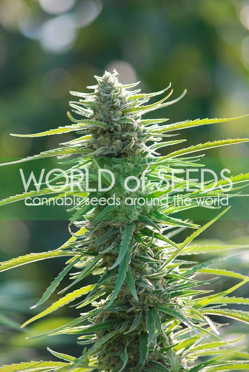 World Of Seeds - Colombian Gold (reg.)