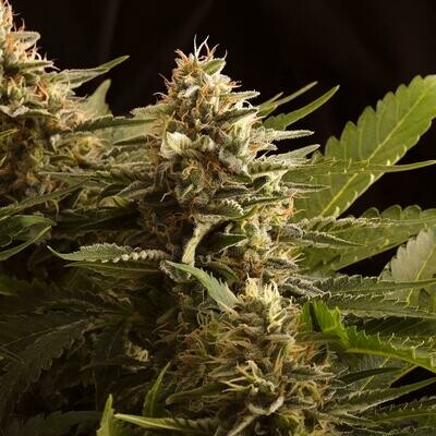 Kannabia Seeds - Colombian Jack (fem.) 06581
