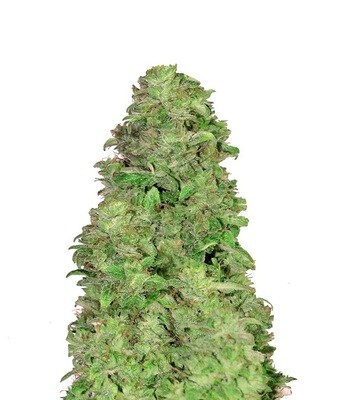 FastBuds - CBD Auto 20:1 (auto/fem.) 06582
